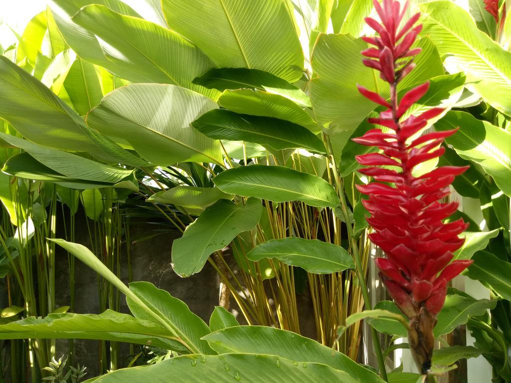 Villa Esa Ubud Zewnętrze zdjęcie